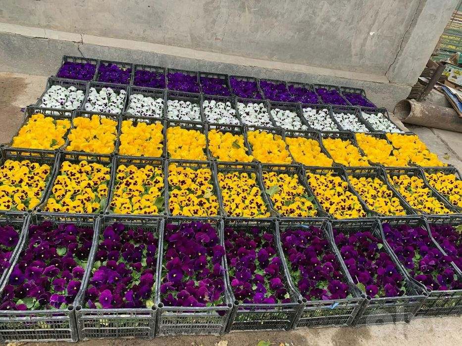 Viola F1  Kapale  Виола
