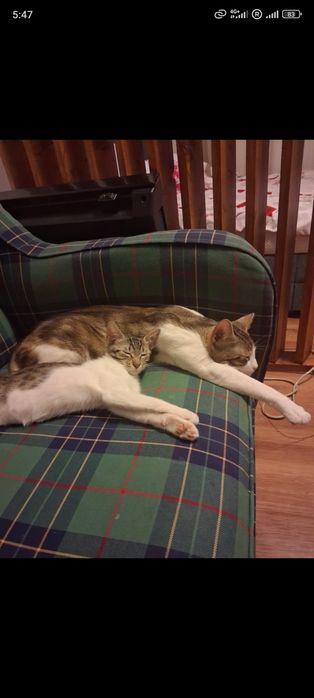 pui de pisicuta pentru adoptie,pisicuta de adoptat,puiut de pisicuta