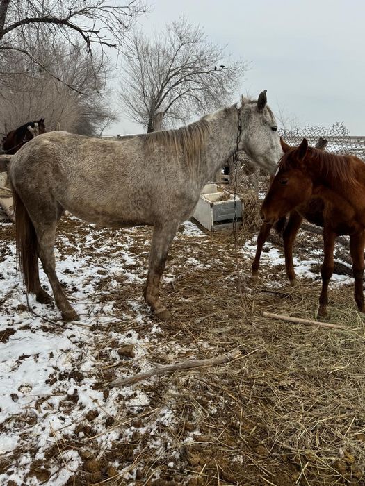 Бие кобыла байтал