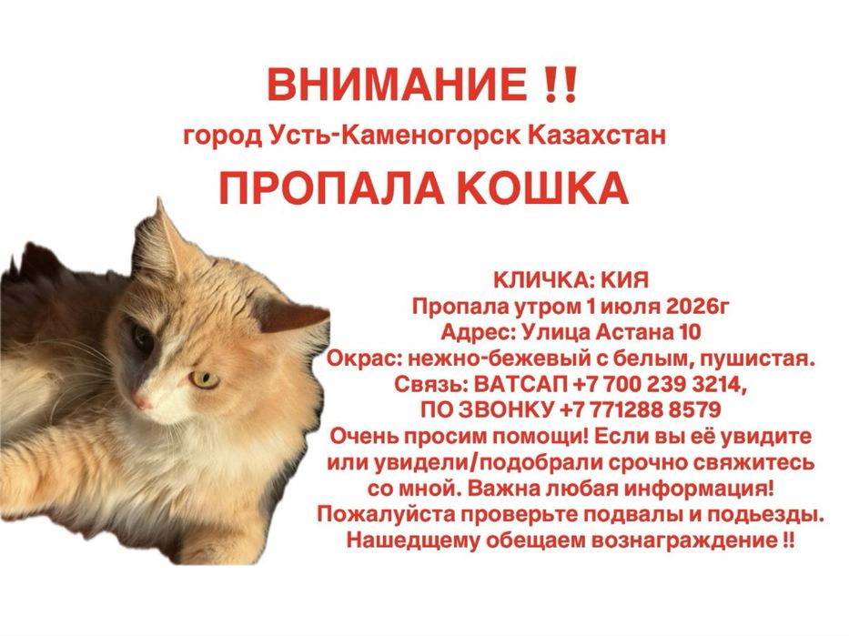 Пропала кошка девочка
