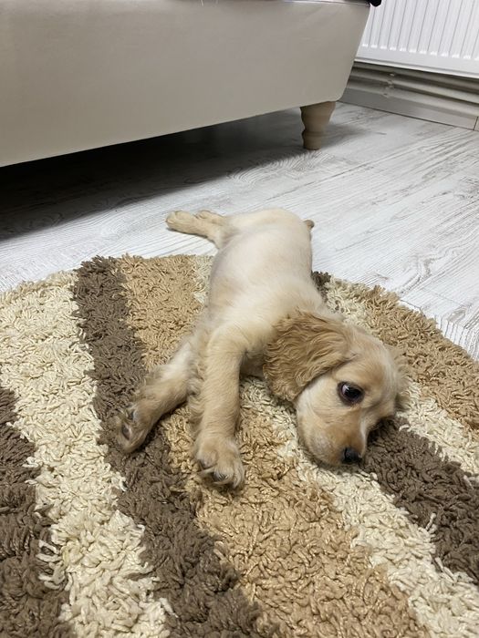 Cocker Spaniel femela