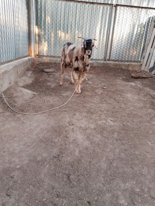 Продам Козла Альпийский