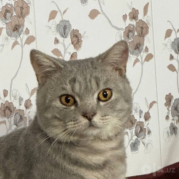 Кот на вязку британец