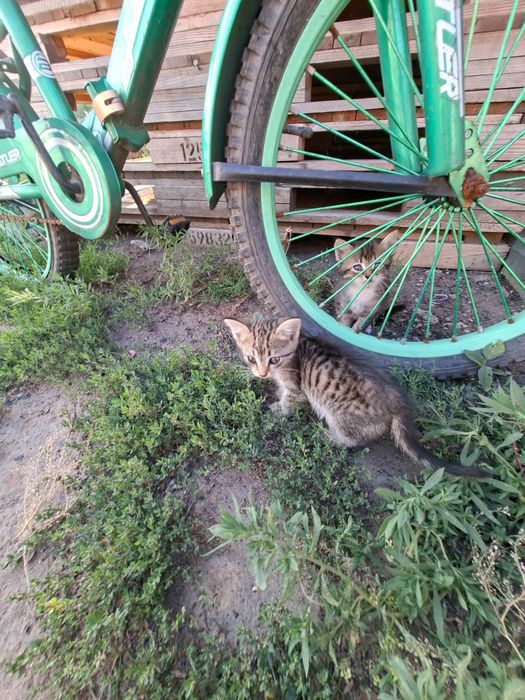 Отдам котят в добрые руки!