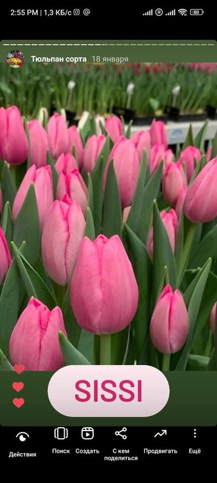Тюльпаны оптом на 8 марта