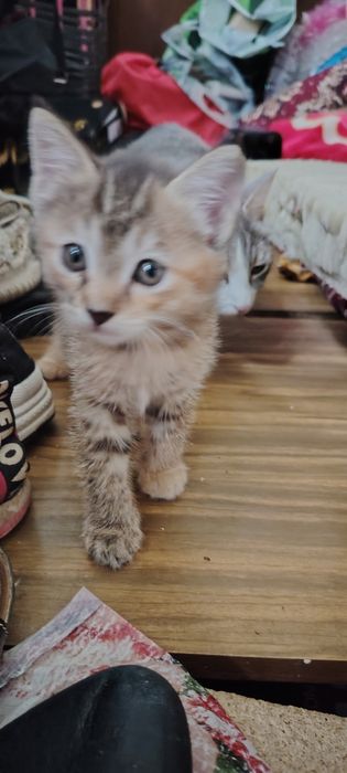Отдам котят в хорошие руки