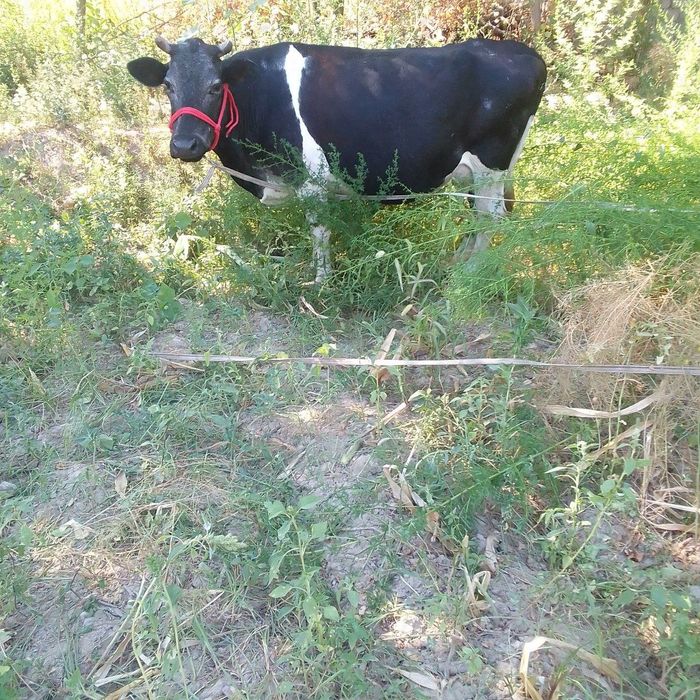 Bug'oz sigir sotiladi 4oylik rasiskiy sigir kami bor