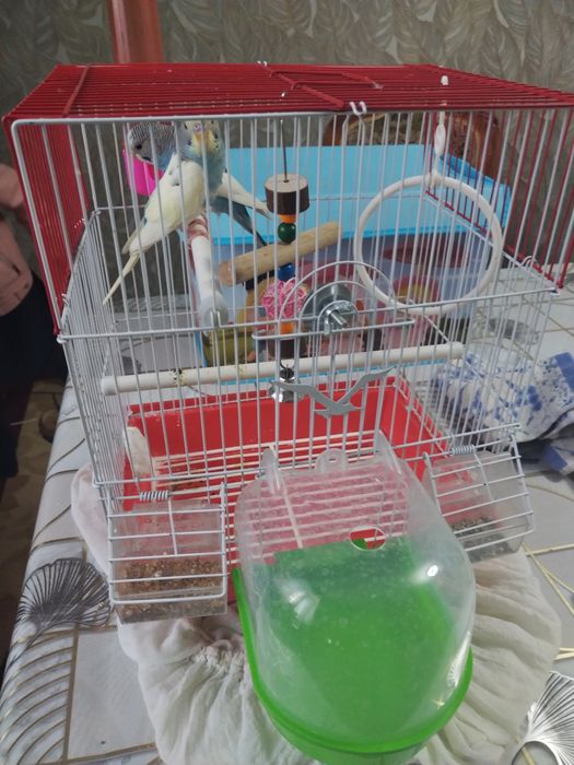 Продам волнисти попугай