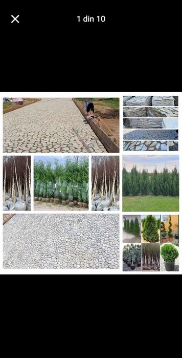 Piatră naturală de munte și plante ornamentale