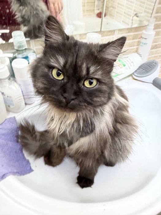 Кошка ЛУНАРИ ищет семью.