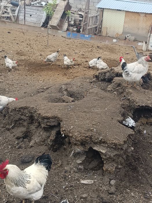 Адлер тауык кораздар