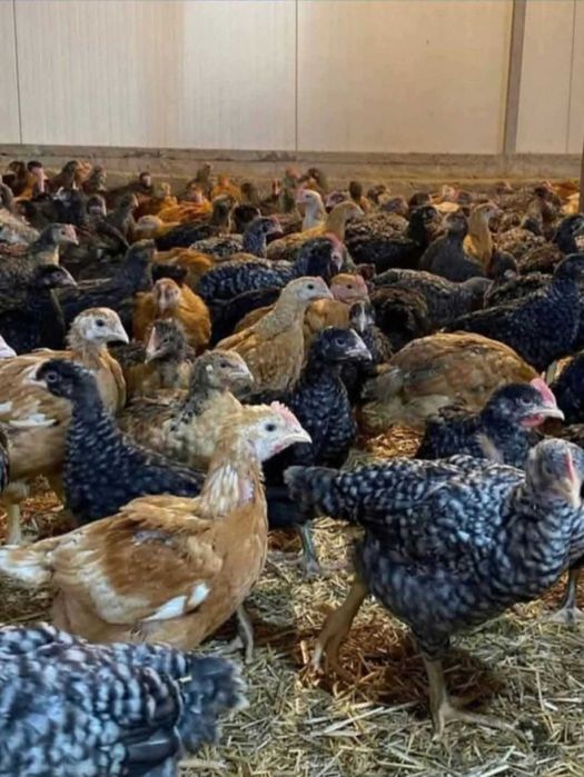 Ferma de pui zburați