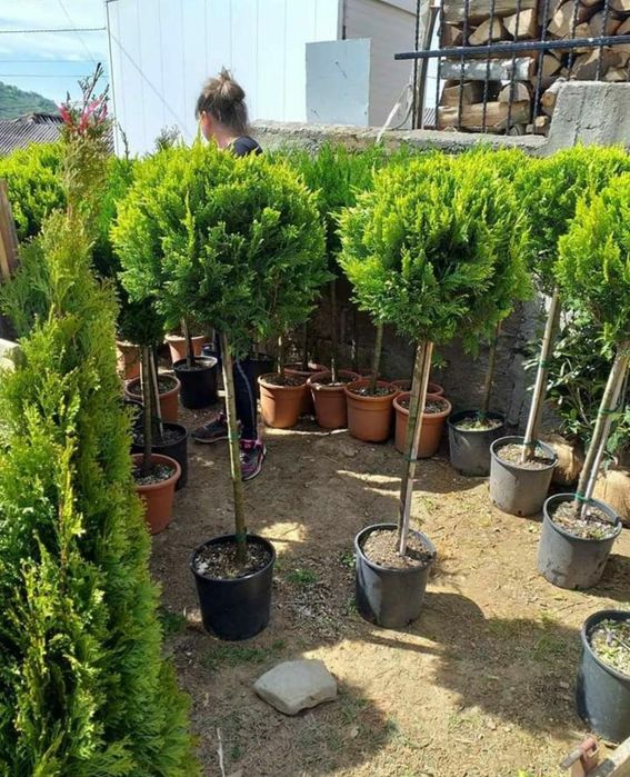 ilex, brazi argintii/verzi / Leylandri gazon rulou/ ofer montaj etc