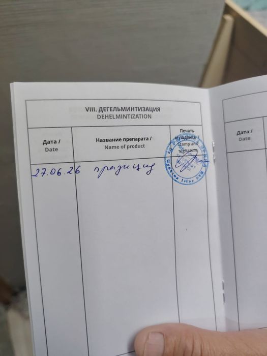 Немецкая овчарка