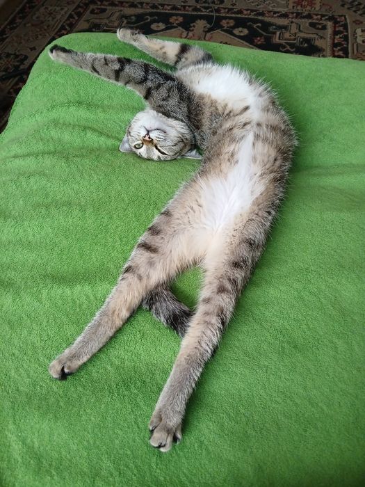 Отдам двух кошек