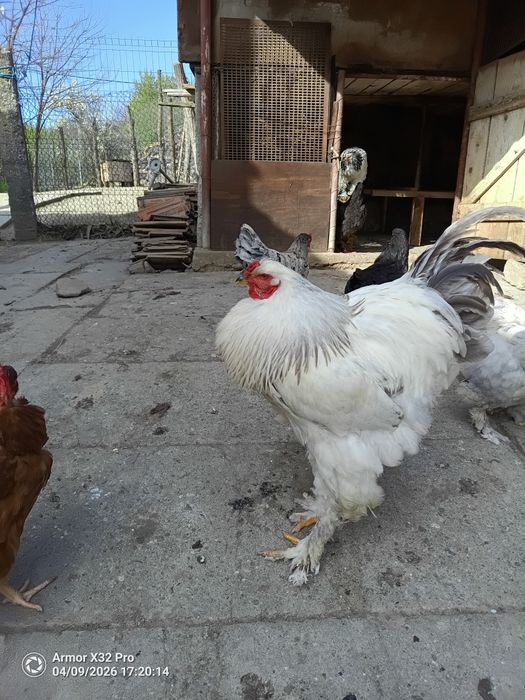 Vând cocosi brahma ,austrolorp