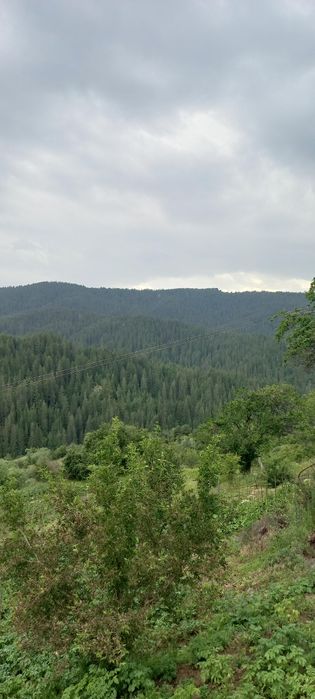 Продава се Парцел в Батак - 1687 кв.м за 25 €/кв.м - Снимка #6