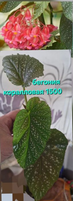 Цветы домашние разные