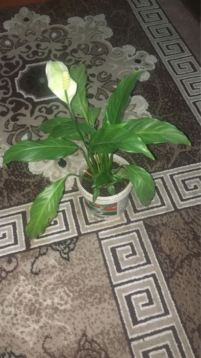 Женское счасьте сорт хороший