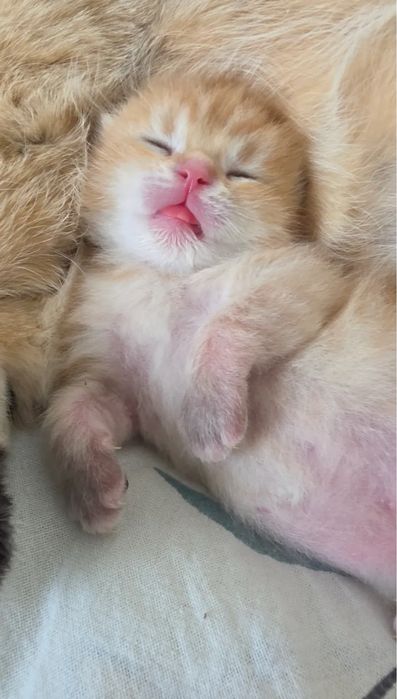 Котенка в добрые руки