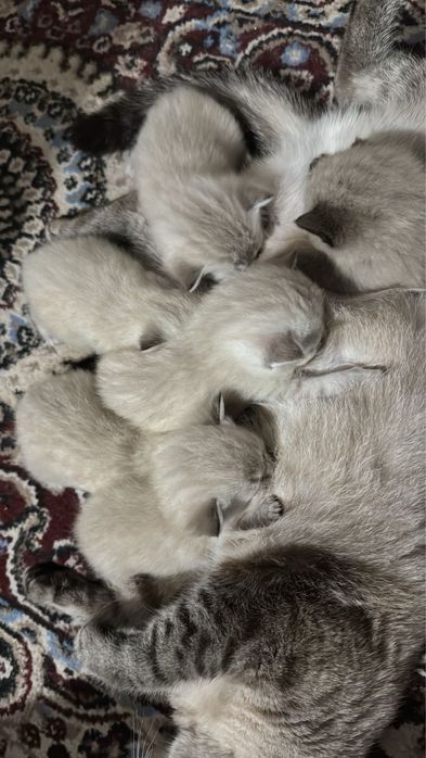 Продам очень красивые кошки !