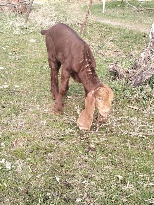 Продается козлёнок 50%камори, 50% битал !