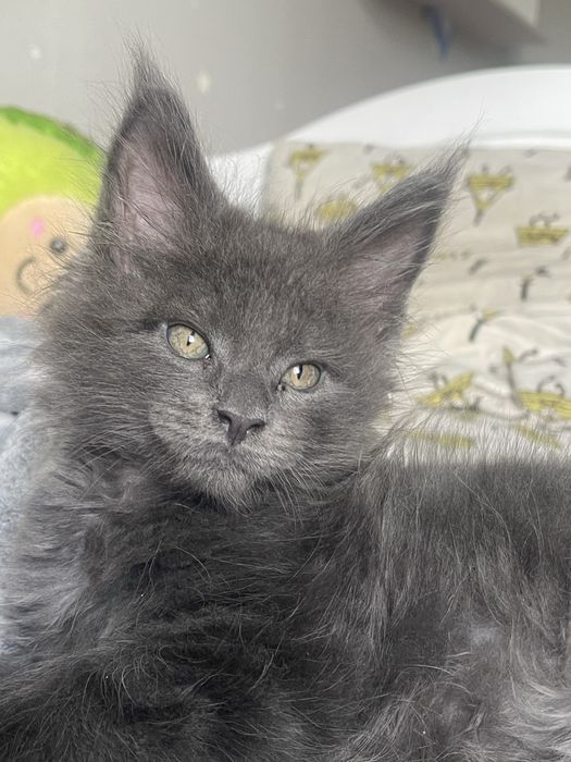 Мейн Кун котик