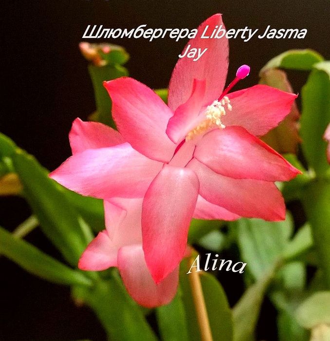 Шлюмбергера (декабрист) сорт Liberty Jasma Jay.