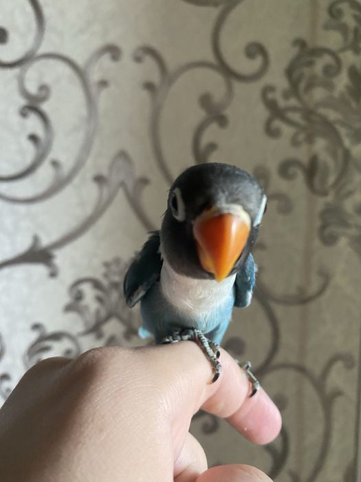 Ruchnoy papugay maska sotiladi