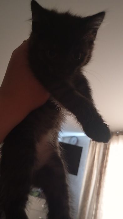 Отдам в добрые руки