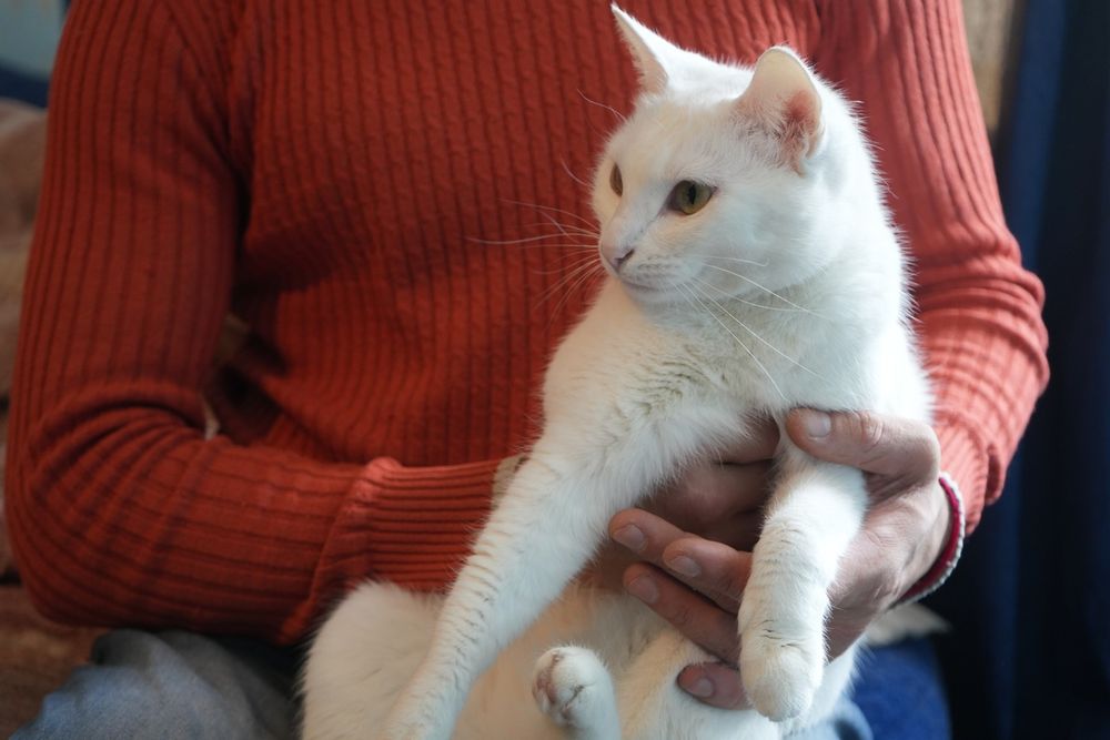 Отдаем в добрые руки Дебби