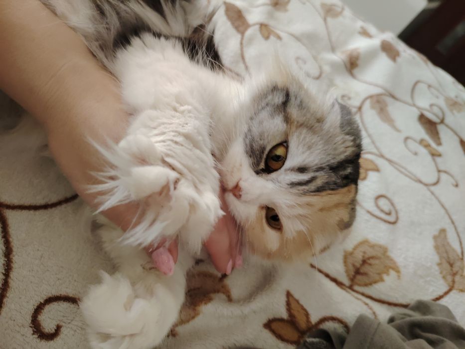 Отдам  вислоухую кошечку
