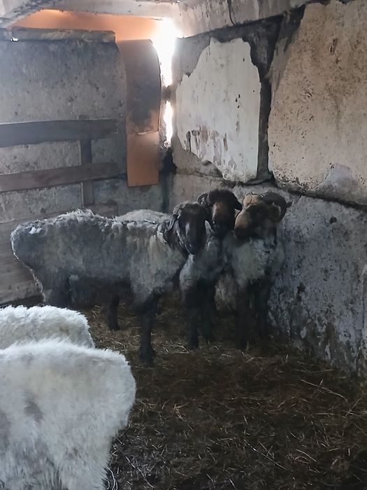 Бараны на откором