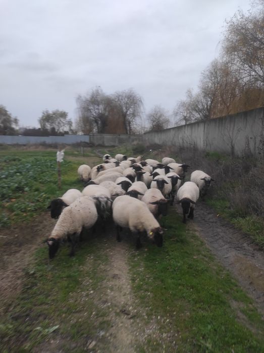 Vând oi berbeci și miei suffolk