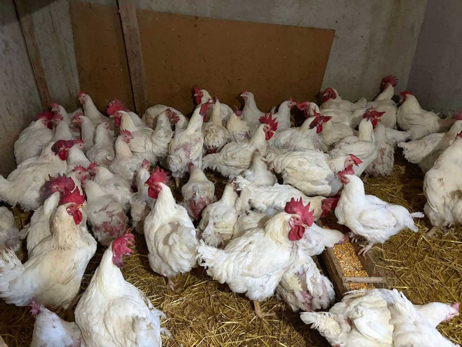 Gaini de carne si gaini rosii ouatoare