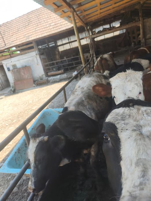 Viței de vânzare