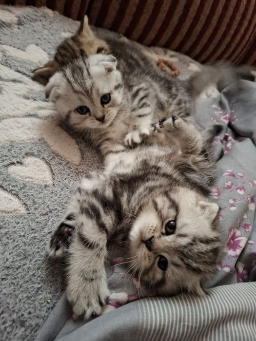 Шотландские котята