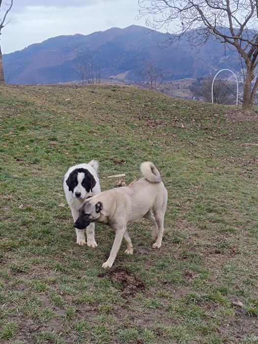 Mascul CRB DE 6 LUNI