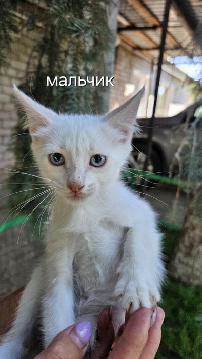 Отдам даром котят в добрые руки