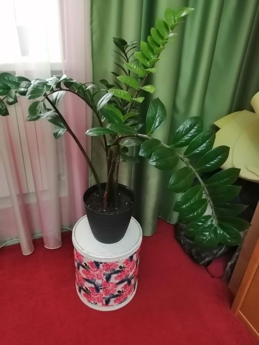 Цветы замиакалькус.