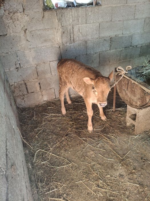 телята одна телочка один бычок