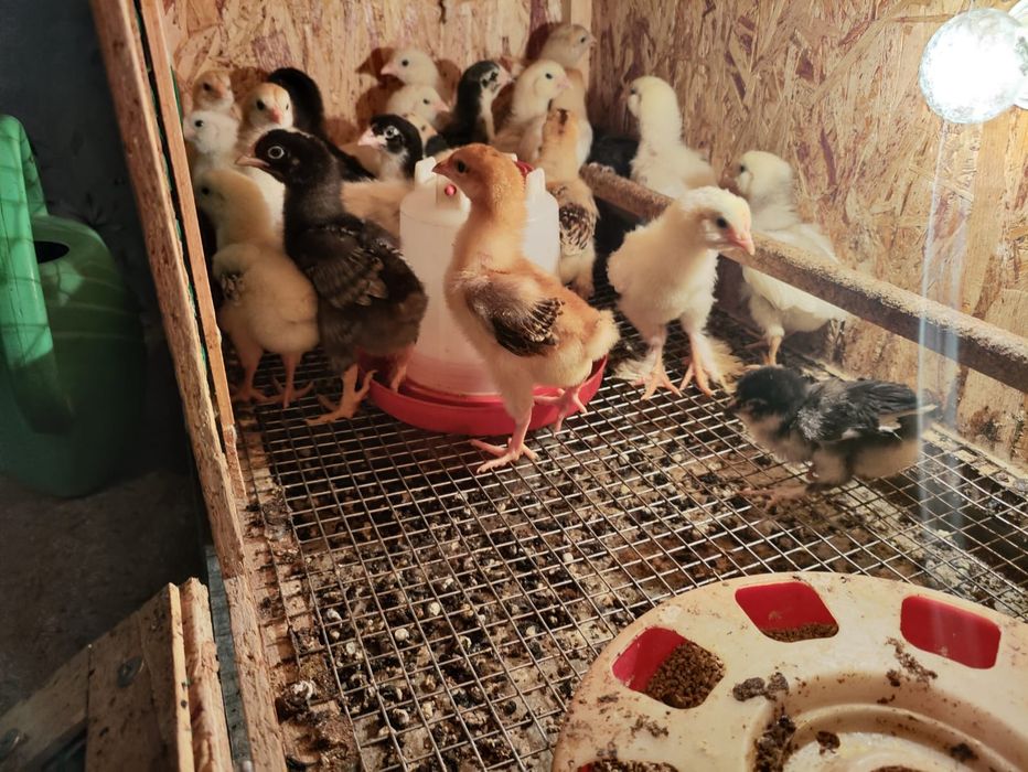 Продам домашних цыплят