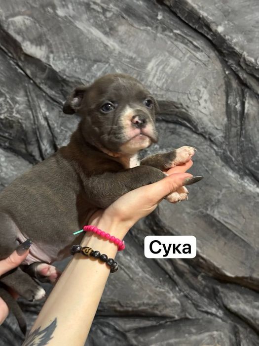 Щенки американского булли