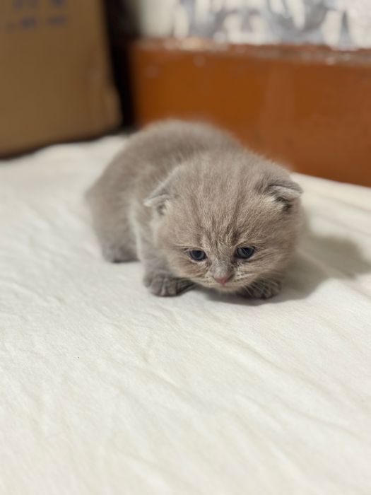 котята Scottish Fold и Straight в продаже$