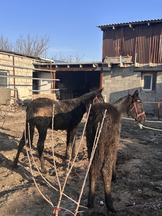 жабағы,жылқы сатылады