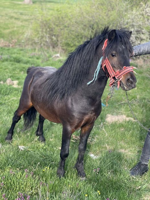 Vînd sau schimb armasar de monta