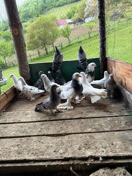 Porumbei diferite rase prețul incepe de la 60 de lei perechea