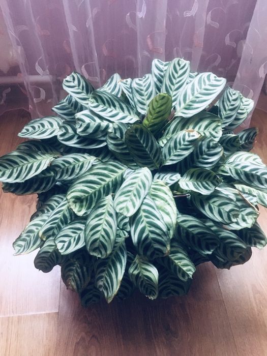 Продам цветок КТЕНАНТА