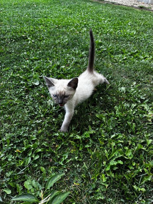 Oferim spre adopție pui de pisica cu varsta de 10 săptămâni!
