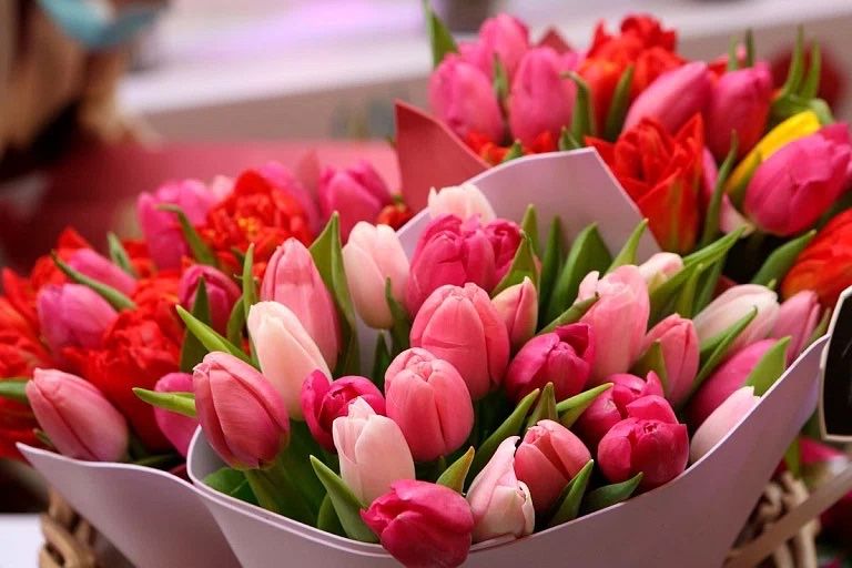 Тюльпаны Белоруссия,голандия крупные